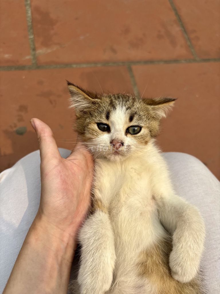 Mèo lai Anh lông dài đực 2 tháng. Mua bán Mèo tại Quận Hoàn Kiếm Hà Nội được đăng bởi Tên chưa cung cấp hình 1