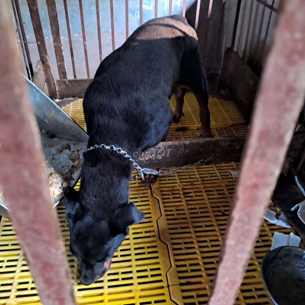 Chó Rottweiler cái trên 30kg. Mua bán Chó tại Huyện Thống Nhất Đồng Nai được đăng bởi Tân  hình 1