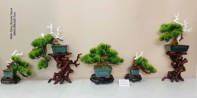 012 . Bộ 5 cây Bonsai mini decor nghệ thuật