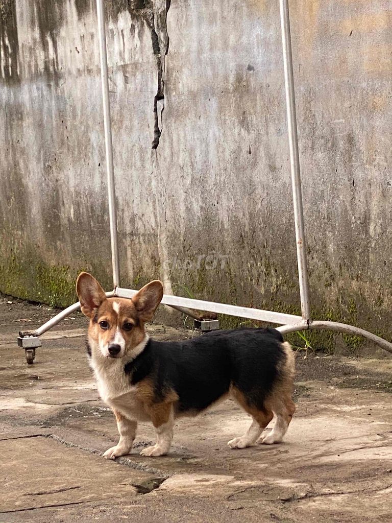 Corgi cái 5 tháng kèm chuồng siêu xịn