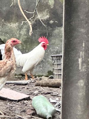 gà tre , tân châu . không có thời gian nuôi .. Mua bán Gà tại Huyện Vũ Thư Thái Bình được đăng bởi cuong