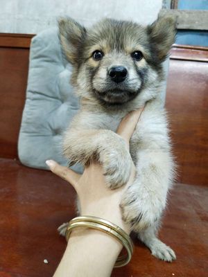 Bé trai shiba dễ thương hài hước