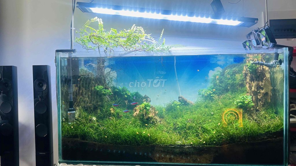 Hồ cá thủy sinh 1m Full bộ cá và tép. Mua bán Phụ kiện, Thức ăn, Dịch vụ tại Thành phố Thuận An Bình Dương được đăng bởi Quoc hình 1