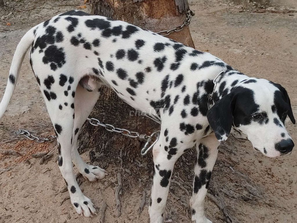 Đực Đốm Choai Choai. Mua bán Chó tại Thành phố Biên Hòa Đồng Nai được đăng bởi Nhân Rottweiler  hình 1