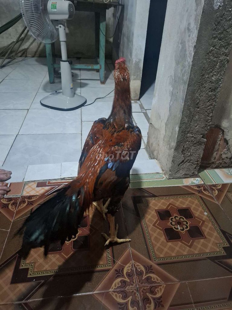 Gà chọi Ấn Độ lai 6 tháng. Mua bán Gà tại Huyện Châu Thành A Hậu Giang được đăng bởi Le huynh hình 1