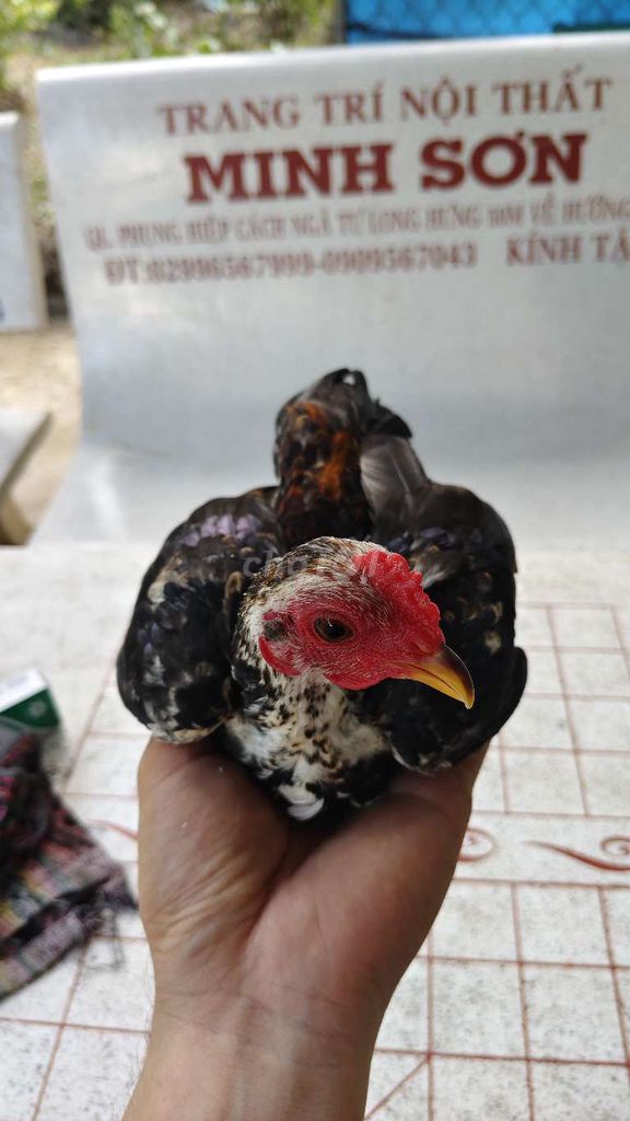 Gà Tre Bắc. Mua bán Gà tại Huyện Phụng Hiệp Hậu Giang được đăng bởi Bảo Chim Cảnh hình 1