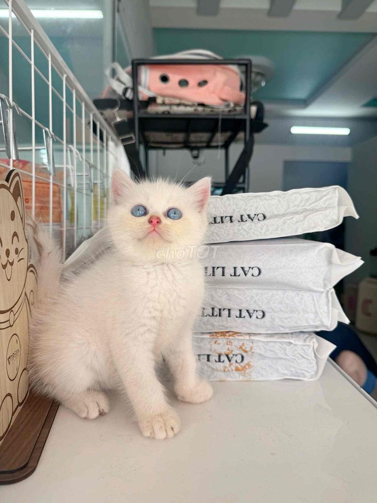 Mèo con Anh Lông Ngắn dưới 2 tháng. Mua bán Mèo tại Thành phố Rạch Giá Kiên Giang được đăng bởi Hồng Lụa hình 1