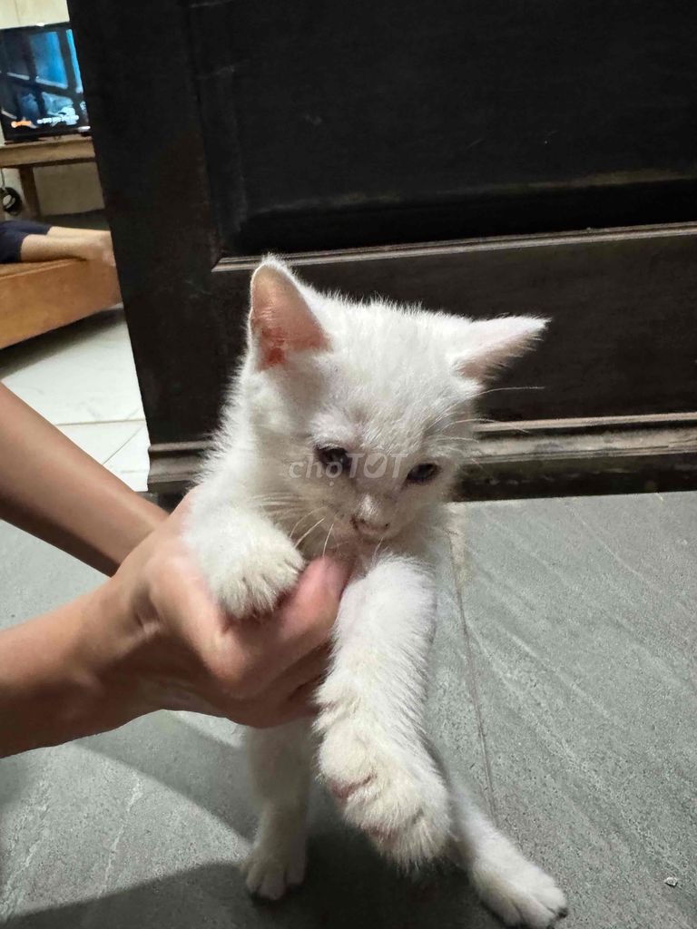 🐾 CẦN TÌM NHÀ MỚI CHO MÈO CON 🐾