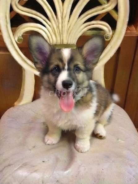 Chó Corgi đực màu hiếm đã tiêm ngừa. Mua bán Chó tại Quận Tân Bình Tp Hồ Chí Minh được đăng bởi HƯNG LỘC PHÁT hình 1