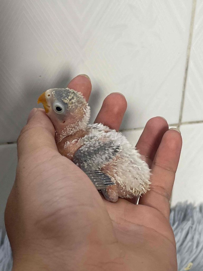Vẹt Lovebird. Mua bán Chim tại Quận Bình Tân Tp Hồ Chí Minh được đăng bởi Minh Thiện hình 1