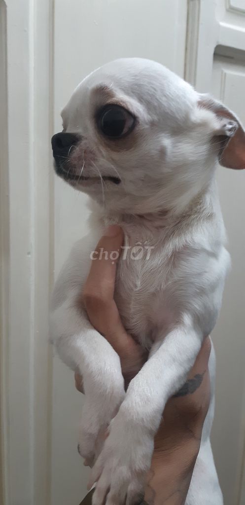 Chó Chihuahua đực đã tiêm phòng. Mua bán Chó tại Thành phố Đà Lạt Lâm Đồng được đăng bởi Ngàn Hạc Giấy hình 1