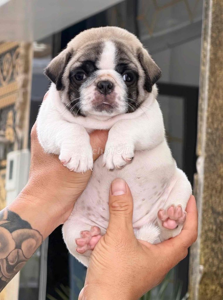 Chó Pug bò sữa. Mua bán Chó tại Quận Bình Tân Tp Hồ Chí Minh được đăng bởi Kyn hình 1