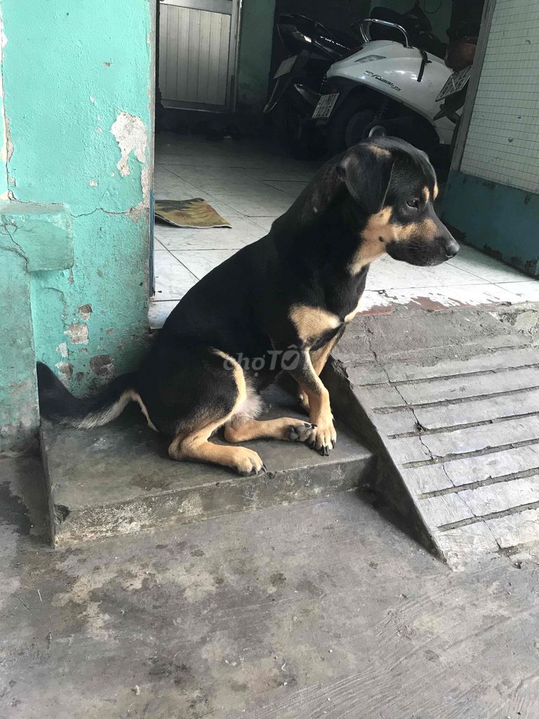 chó lai. Mua bán Chó tại Quận 8 Tp Hồ Chí Minh được đăng bởi bảo nguyễn hình 2