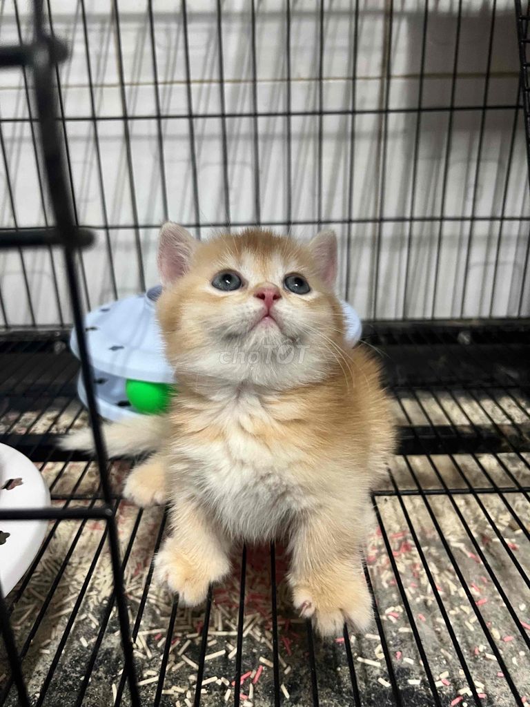 Mèo chân ngắn. Mua bán Mèo tại Quận 7 Tp Hồ Chí Minh được đăng bởi Thanh Tuyền hình 2