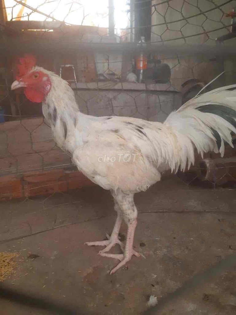 Gà Thái mỹ 2.8kg bướm. Mua bán Gà tại Huyện Châu Thành Sóc Trăng được đăng bởi Lâm Đăng Khoa hình 1