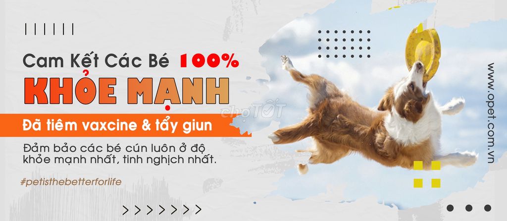 O PET - Animal Shop tại Quận Hoàng Mai, Hà Nội hình 4
