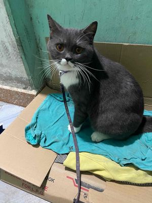 mèo anh lông ngắn xám trắng trưởng thành. Mua bán Mèo tại Thành phố Thái Bình Thái Bình được đăng bởi Huyen Saker