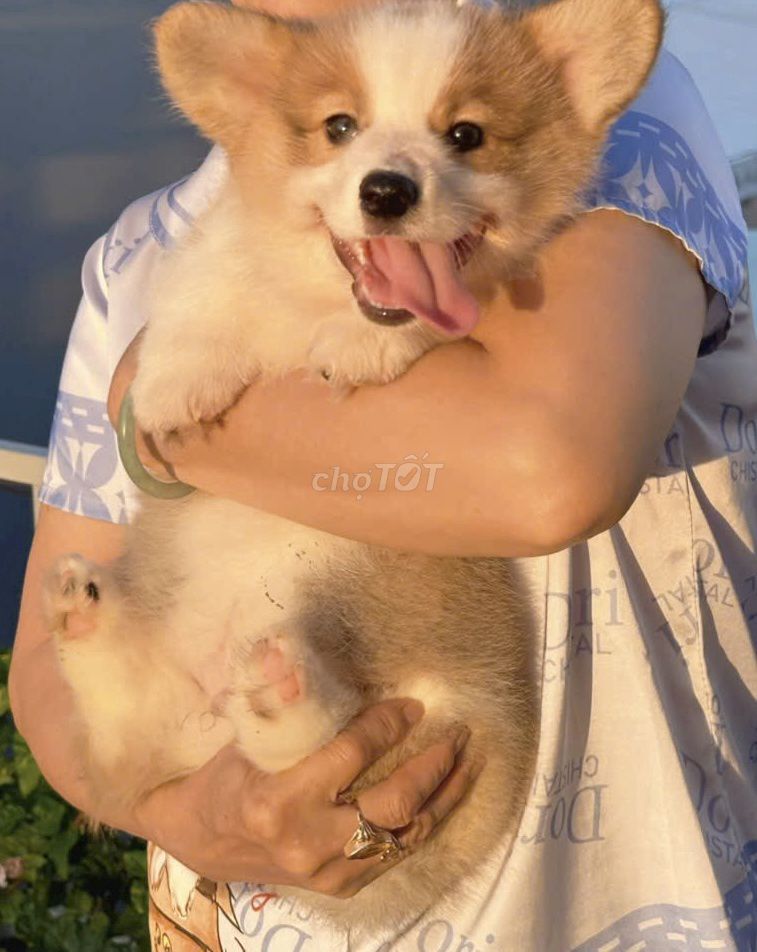 Chó Corgi đực 2 tháng đã tiêm vaccine. Mua bán Chó tại Thành phố Biên Hòa Đồng Nai được đăng bởi C5.Huyền Trang hình 1