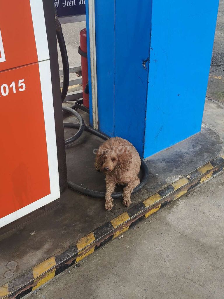 Chó Poodle trưởng thành. Mua bán Chó tại Huyện Nhà Bè Tp Hồ Chí Minh được đăng bởi Giang Oppo hình 1