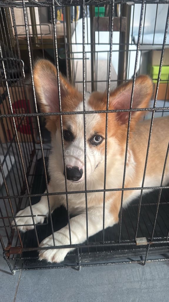 Chó Corgi đực 6 tháng. Mua bán Chó tại Quận Cẩm Lệ Đà Nẵng được đăng bởi Nhi hình 1