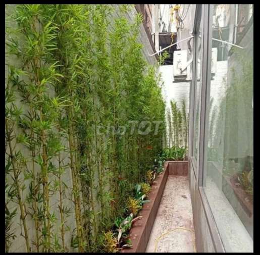 Cây💚 trúc 💚các loại💚. Mua bán Cây cảnh, đồ trang trí tại Huyện Hóc Môn Tp Hồ Chí Minh được đăng bởi Quốc Đạt hình 1