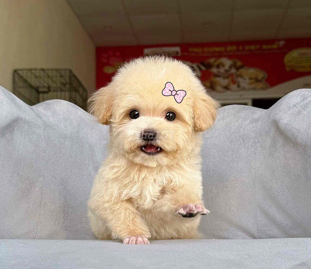 💕Poodle Xinh 💕 Từ 2 Triệu ạ. Mua bán Chó tại Quận Bình Tân Tp Hồ Chí Minh được đăng bởi Cậu Bé Bán Chó  hình 2