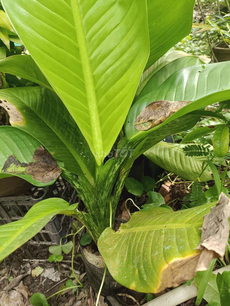 Cây cảnh Đại Phú Gia Xanh lá Tài lộc. Mua bán Cây cảnh, đồ trang trí tại Thành phố Bến Tre Bến Tre được đăng bởi Nguyễn Thị Hoàng Trinh hình 1