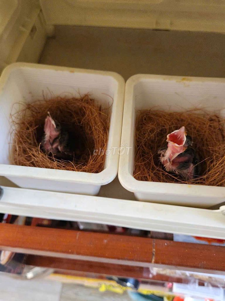 Dịch vụ ấp trứng Chim Chào mào. Mua bán Chim tại Quận 12 Tp Hồ Chí Minh được đăng bởi  Minh ánh  hình 1