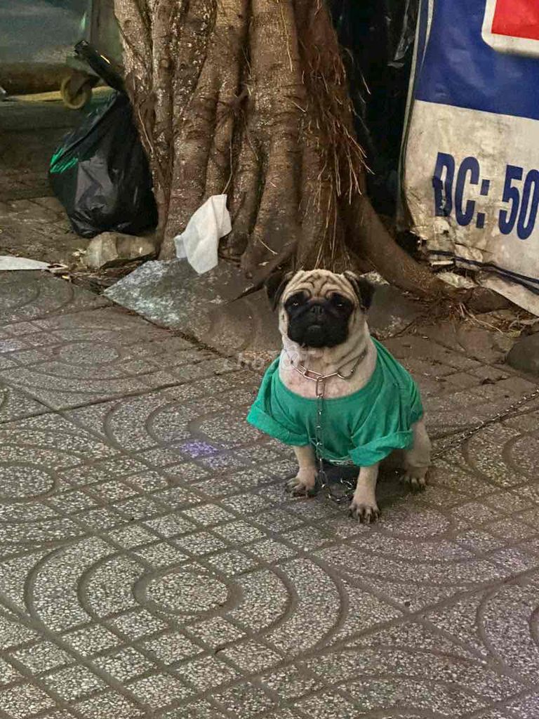 Chó Pug