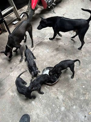 Chó Phú Quốc Đen Mực