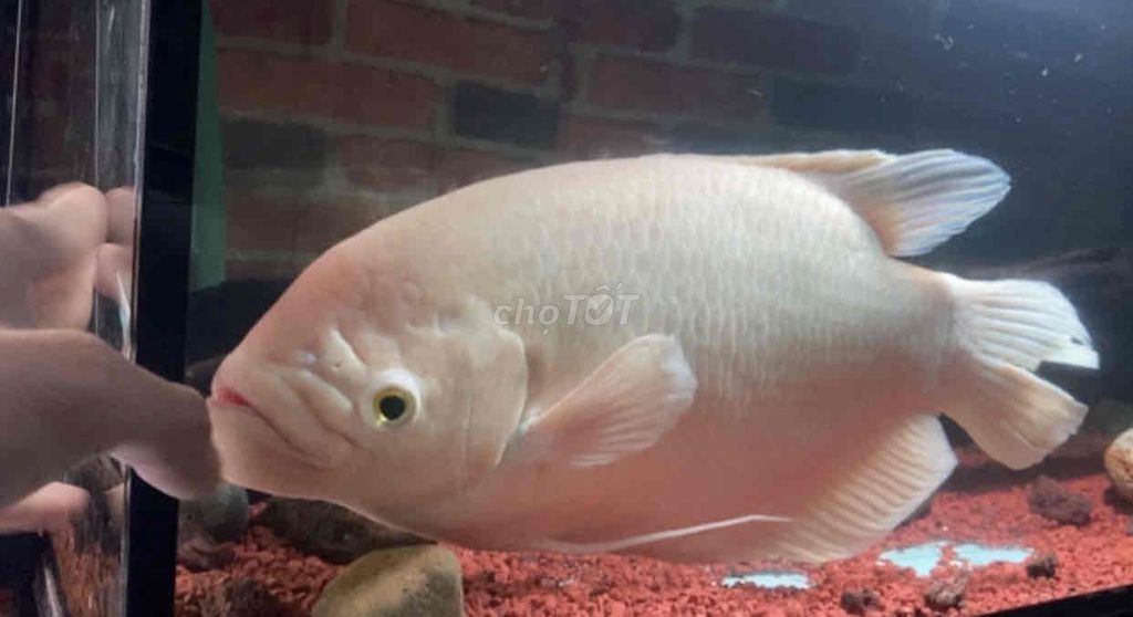 Cá Phát Tài 50cm cặp tai tượng châu phi maxx size. Mua bán Thú cưng khác tại Quận Bình Tân Tp Hồ Chí Minh được đăng bởi Mê Cá hình 1