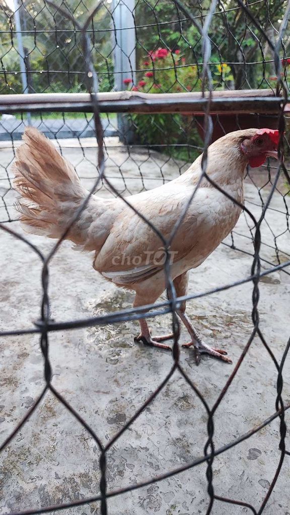 Gà tre mái. Mua bán Gà tại Quận 10 Tp Hồ Chí Minh được đăng bởi vinh hình 1