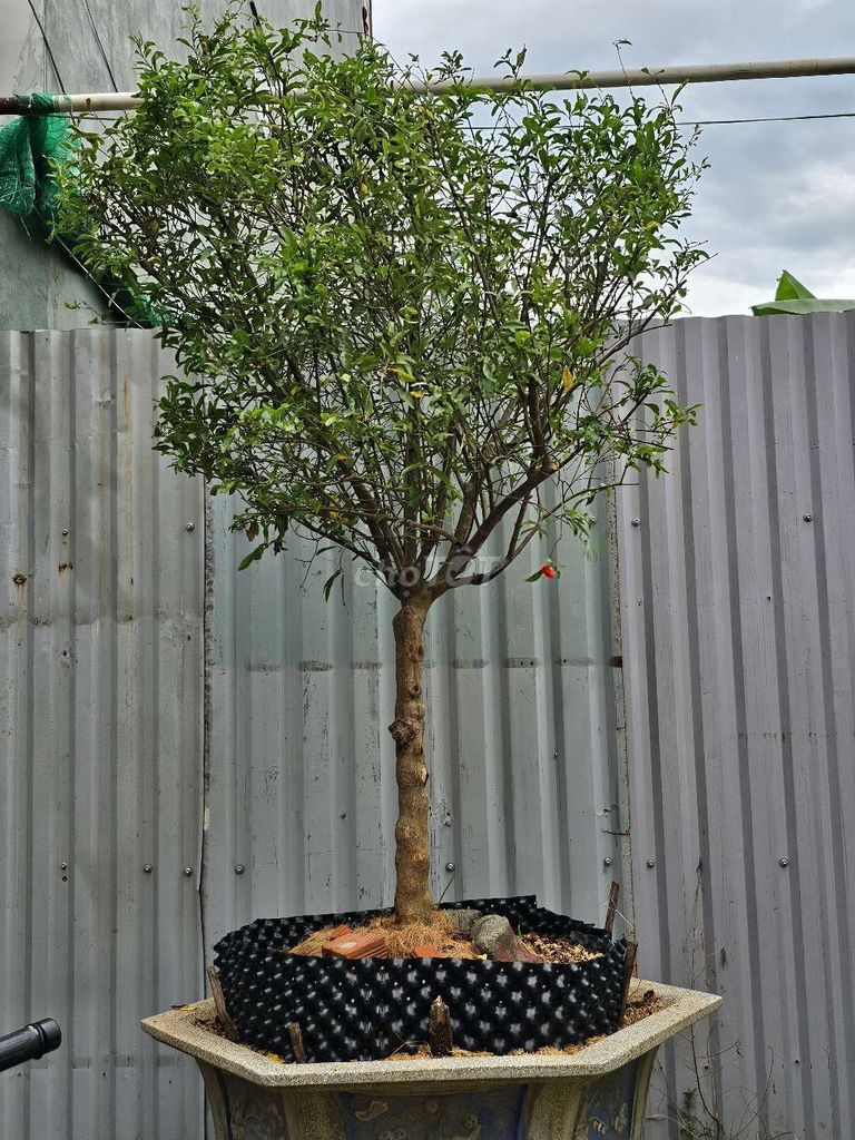 Cây Lựu đỏ Ấn Độ 3 mét Đang ra hoa. Mua bán Cây cảnh, đồ trang trí tại Quận Sơn Trà Đà Nẵng được đăng bởi phan lữ hình 1