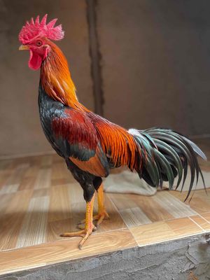 nghĩ nuôi dẹp bán hết. Mua bán Gà tại Huyện Châu Phú An Giang được đăng bởi Hiếu Minh Quách