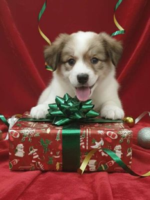 Bé Corgi ú nu mặt siêu cưng, nịnh chủ