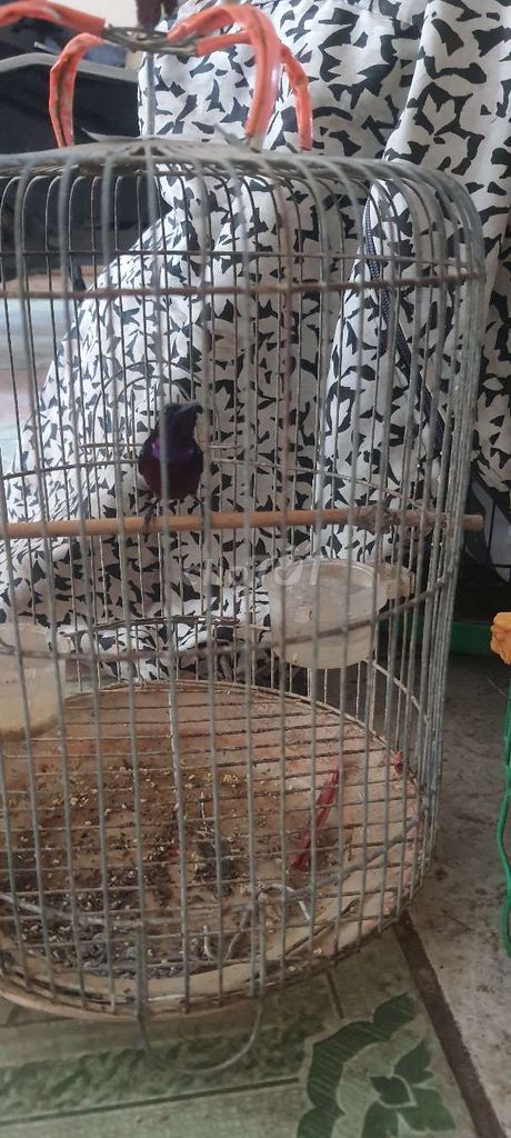 Chim hút mật Tím Đực. Mua bán Chim tại Thành phố Thủ Đức Tp Hồ Chí Minh được đăng bởi Nguyễn thị thu hậu  hình 1