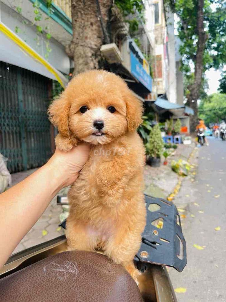 Chó Poodle Nâu vàng đã tiêm phòng. Mua bán Chó tại Thành phố Biên Hòa Đồng Nai được đăng bởi Nguyễn Thị Huỳnh Mai hình 1