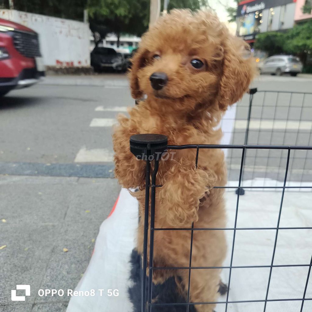 Chó poodle nhà đẻ tìm về nhà mới