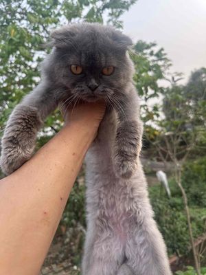 mèo anh thuần chủng