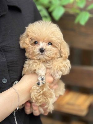 tìm nhà mới cho bầy poodle có đủ màu luôn ạ 😍. Mua bán Chó tại Quận Ninh Kiều Cần Thơ được đăng bởi DG Pet Market