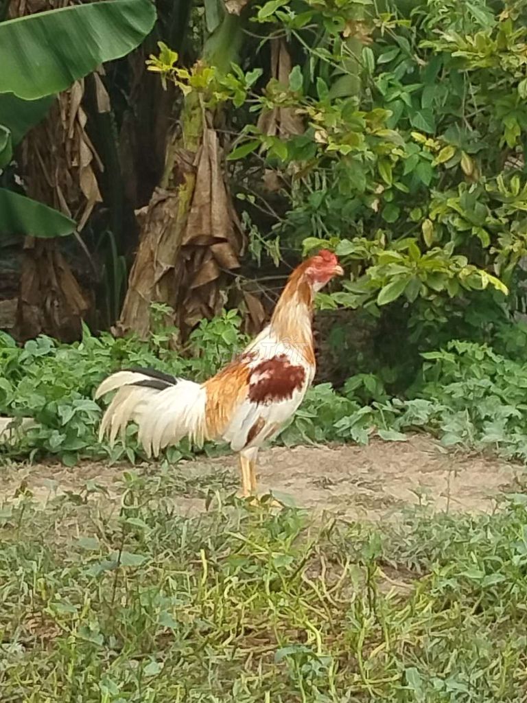 Gà tơ trống 2.7kg nâu trắng. Mua bán Gà tại Huyện Thủ Thừa Long An được đăng bởi Đồ Xưa Các loại  hình 1