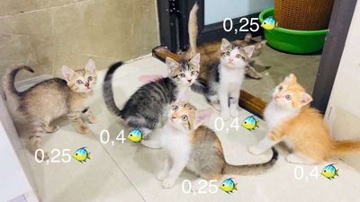 ALN, Đông Anh Hà Nội🐱