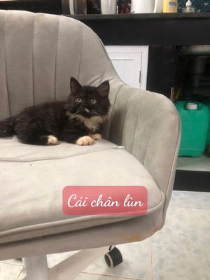 Mèo anh nhà trồng chân lùn lông rậm múp rụp