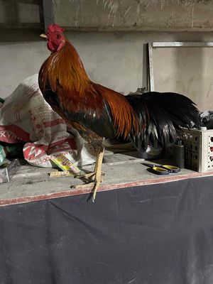 không nuôi nữa th cho ae choi. Mua bán Gà tại Huyện Châu Phú An Giang được đăng bởi Minh Hiếu