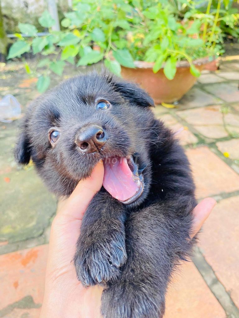 chó begiec lai rottweiler 3 con cái. Mua bán Chó tại Thành phố Mỹ Tho Tiền Giang được đăng bởi Phan Em hình 2