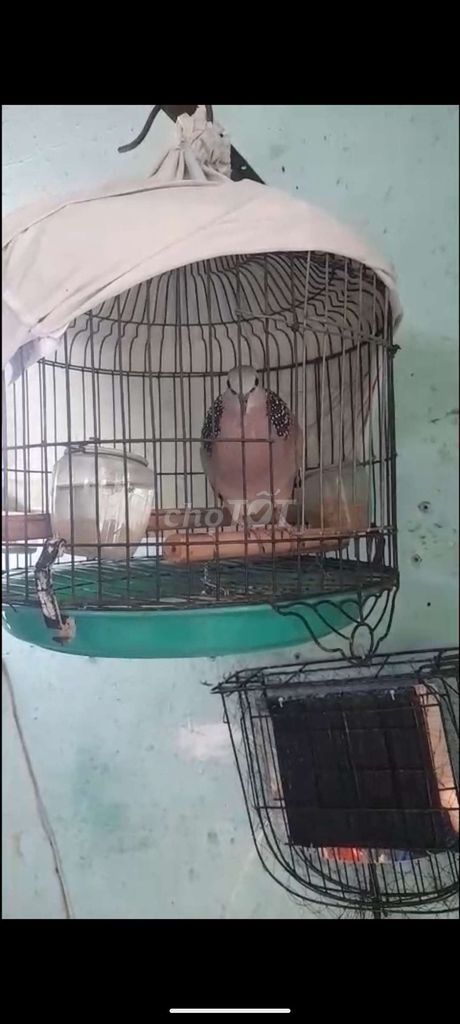 Chim cu gáy Xám trắng Khỏe mạnh. Mua bán Chim tại Huyện Bình Chánh Tp Hồ Chí Minh được đăng bởi Nguyễn trung nghĩa hình 1