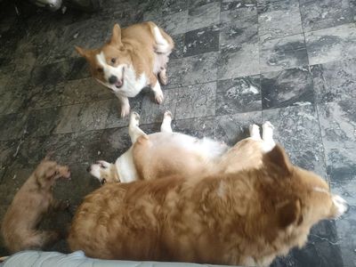 Tìm chủ mới cho bầy Corgi nhà đẻ