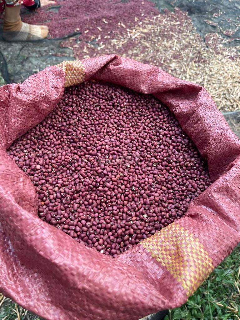 Đậu đỏ 100 kg. Mua bán Đồ ăn, thực phẩm và các loại khác tại Huyện Trà Ôn Vĩnh Long được đăng bởi Chồn Hôi hình 1