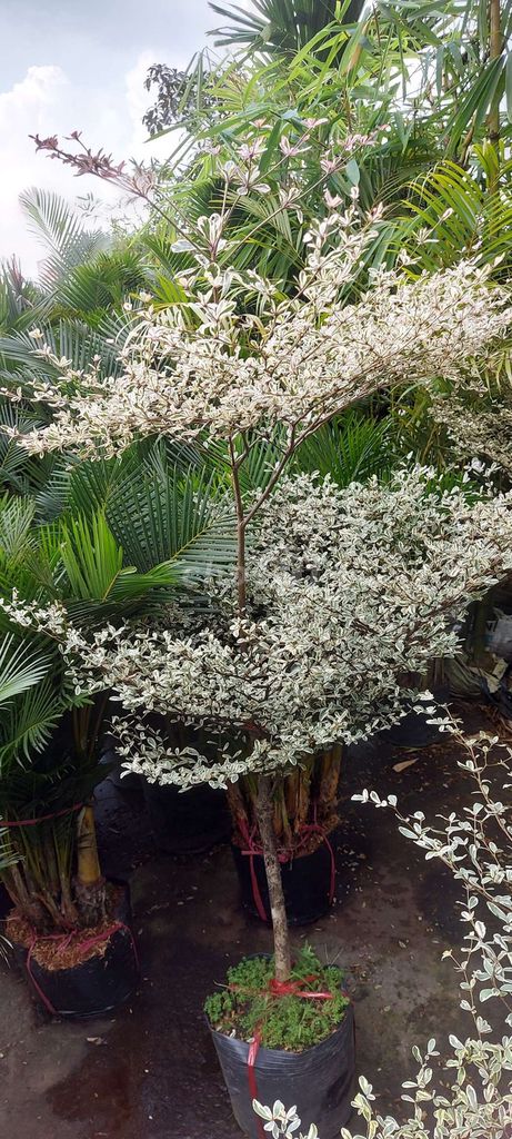 Cây Bàng ❤️cẩm thạch❤️ nhiều tầng 💚. Mua bán Cây cảnh, đồ trang trí tại Quận Gò Vấp Tp Hồ Chí Minh được đăng bởi Tô Kem  hình 1