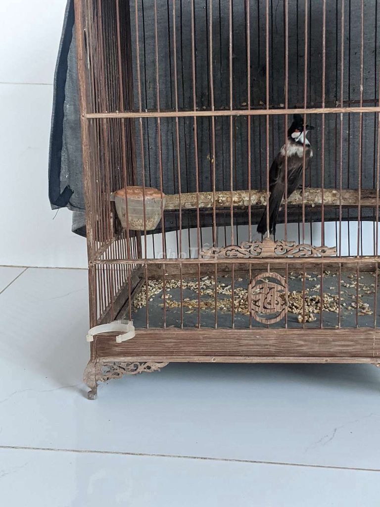 Chim chào mào bông thanh lý giá rẻ cho ai thích. Mua bán Chim tại Thị xã An Khê Gia Lai được đăng bởi bin hình 1